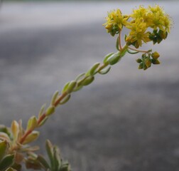 Aeonium 'Ballerina' mature succulent plant