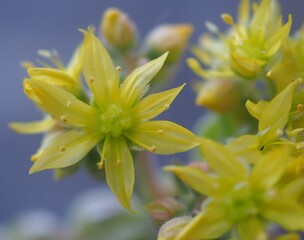 Fototapeta premium Aeonium 'Ballerina' mature succulent plant flower