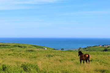 霧多布の馬