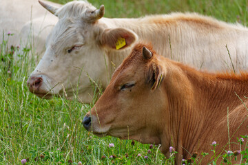 Kühe und Schafe im westlichen Münsterland