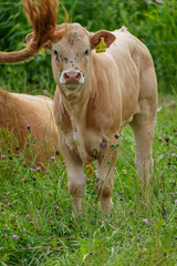 K&uuml;he und Schafe im westlichen M&uuml;nsterland