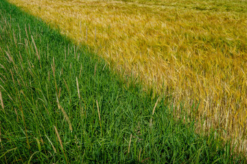 Diagonal landscape with green grass and blooming rapeseed field