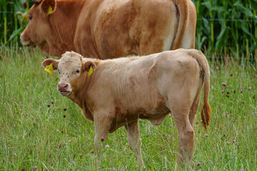 Kühe und Schafe im westlichen Münsterland