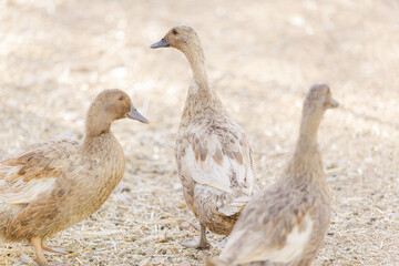 portrait of three Khaki Campbell ducks 