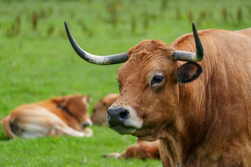 K&uuml;he und Schafe im westlichen M&uuml;nsterland