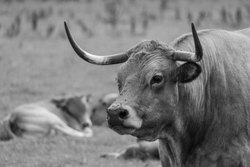 Kühe und Schafe im westlichen Münsterland