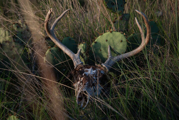 Deer Skull and Antlers Resting in Tall Grass and Cactus