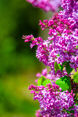 Fototapeta premium Pink lilac blooms in the Botanical garden 