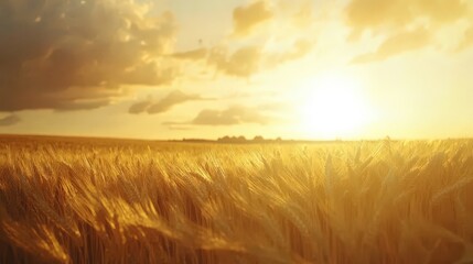 Golden Wheat Field Under the Bright Sunset Sky with Soft Clouds