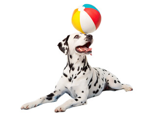 Dalmatian laying down balancing a colorful beach ball on its head with a black background