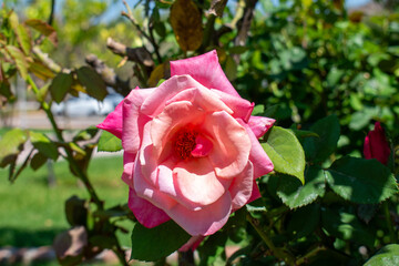 Beautiful pink rose in full bloom with natural lighting, photographed in a garden in Jamay, Jalisco, Mexico