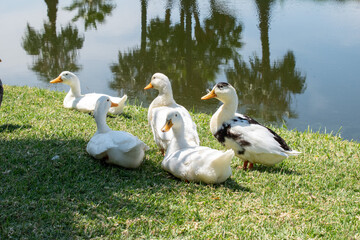 Five ducks relaxing on green grass near a reflective lake at the malecon in Jamay, Jalisco, under sunny skies