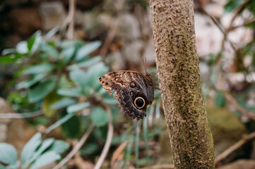 Brown owl butterfly resting vertically on a tree trunk.