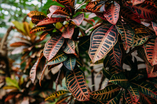 Colorful croton leaves with vivid patterns and tones.