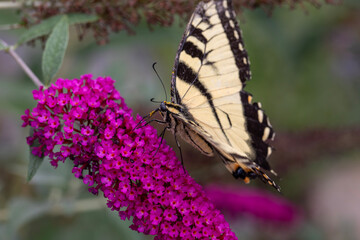 An Eastern Tiger Swallowtail feeding on the flowers of a butterfly bush.