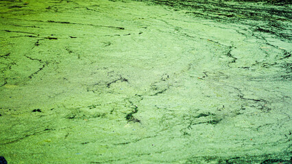 Closeup of green floating algae and dirt on stagnant river water in summer
