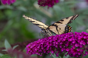 An Eastern Tiger Swallowtail feeding on the flowers of a butterfly bush.