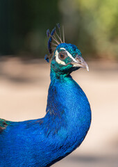 Fototapeta premium Peacock Elegance – Symbol of Beauty and Sophistication