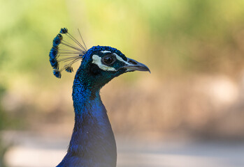 Vibrant Peacock Portrait in Nature - Stunning Close-Up of a Peacock