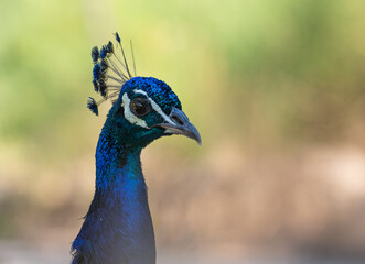 Obraz premium Colorful Peacock Showing Feathers