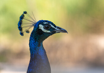 Peacock Beauty – Ideal for Nature, Travel, and Luxury Projects - Portrait of a peacock