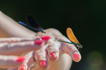 Colorful Dragonflies Resting on Woman’s Hand – Macro Nature Photography
