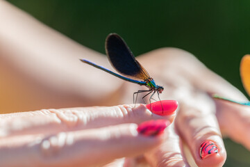 Close-Up of Colorful Dragonflies on Woman’s Hand – Macro Natural Beauty