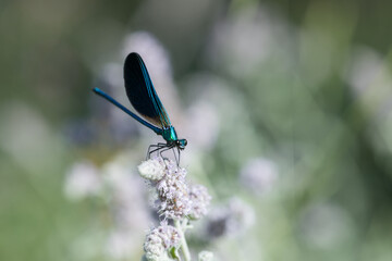 Delicate Dragonfly Perched on Bloom – Bright and Fresh