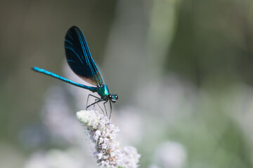 Dragonfly on White Flower – Ideal for Eco, Wellness, and Floral Designs