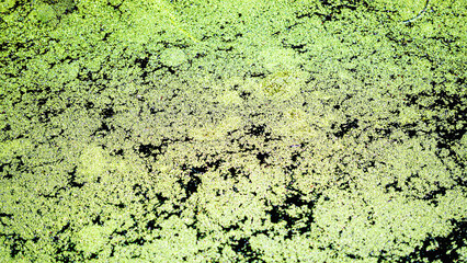 Closeup of green floating algae and dirt on stagnant river water in summer