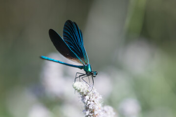 Blue dragonfly on a leaf - Tranquil Nature Scene – Dragonfly and Delicate Flower