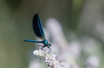 Delicate Wings and Petals – Macro Nature Photography
