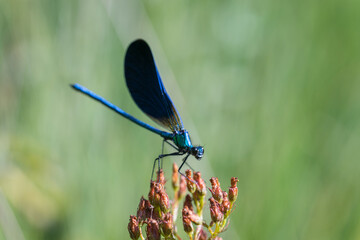 Close-Up of Dragonfly on Orange Flower Against Lush Green Background
