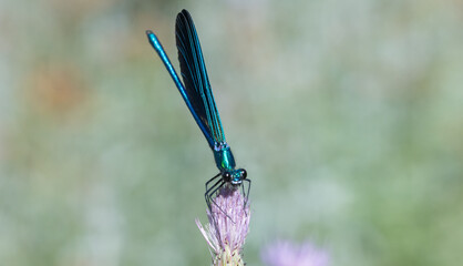 Dragonfly Resting on Light Purple Bloom – Macro Nature Photo