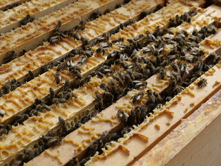 Bees on honeycomb frame inside hive building and filling cells. Detailed diagonal view. Nature shot from beekeeping practice. Copyspace