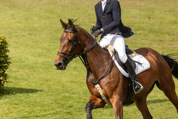 Springpferd im Turnier