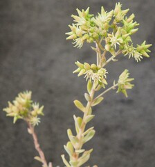 Aeonium castello-paivae mature succulent plant flower