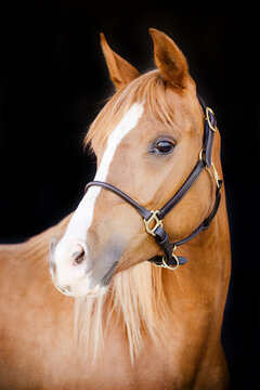 Portrait of an Arabian filly