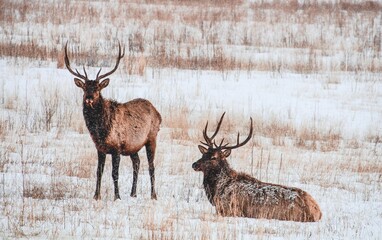 Elk