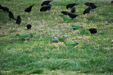 Parrots and Blackbirds looking for food in the grass