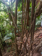  endemic palm trees and their foliage, Vallee de Mai, a palm tree forest on Praslin island, Seychelles