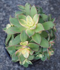 Aeonium haworthii 'Dream Color' mature succulent plant