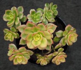 Aeonium haworthii 'Dream Color' mature succulent plant