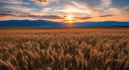 Obraz premium Golden Sunset Over Rolling Wheat Hills