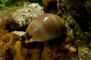 Cowrie, Cowry, Luria lurida, Mollusca, Gastropoda, Cypraeidae, Sardinia, Italy (Mediterranean sea)..Cipraea