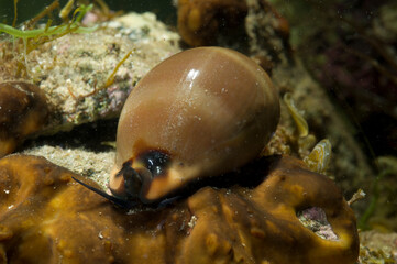 Cowrie, Cowry, Luria lurida, Mollusca, Gastropoda, Cypraeidae, Sardinia, Italy (Mediterranean sea)..Cipraea