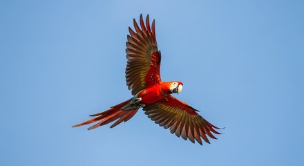 Majestic Scarlet Macaw Soars High in a Clear Blue Sky, Symbolizing Freedom, Vibrant Nature, and the Beauty of Tropical Wildlife in Flight