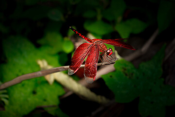 Red Dragonfly Perched on Twig in Natural Green Background