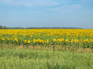 Vast sunflower field under a bright blue sky during a sunny summer day.