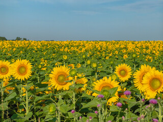 Fototapeta premium A beautiful field of sunflowers reaching towards the clear, blue sky.